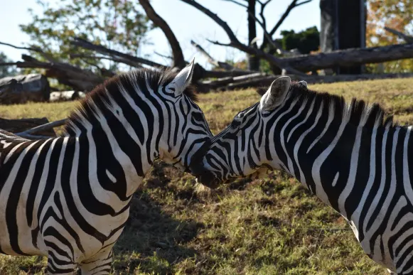 CrazyFox Casino Tacaíocht